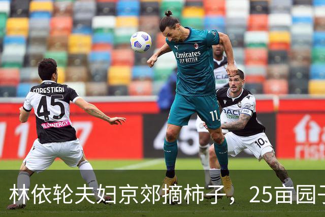 林依轮夫妇京郊摘柿子，25亩园子80多棵柿子树，喜获大丰收